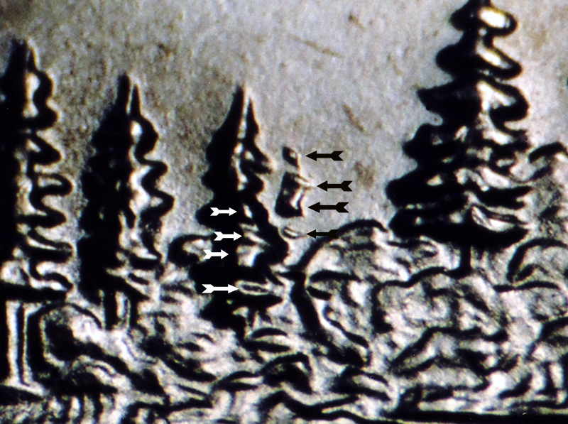 https://koinpro.tripod.com/CPG5II/2005P25cMinnDDR01Arrows.jpg